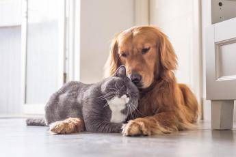 Animali domestici, quali sono e quanto ci costano Animali domestici, quali sono e quanto ci costano